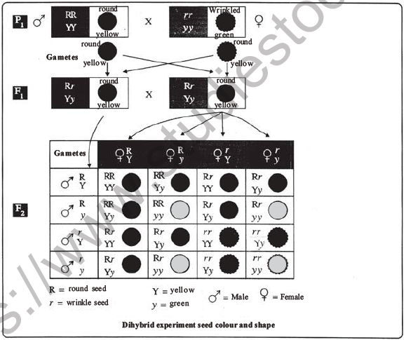 NEET Biology Heredity And Variation MCQs Set B, Multiple Choice Questions